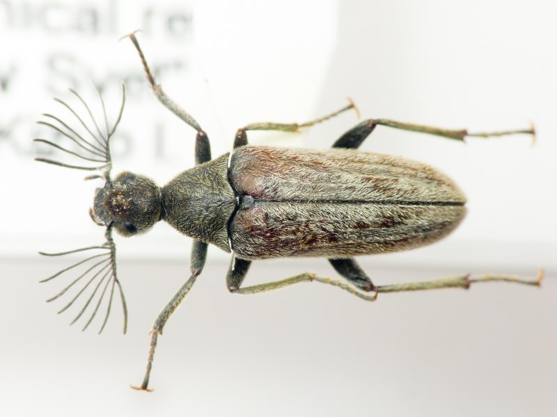 Ptilophorus dufouri (Latreille, 1817)